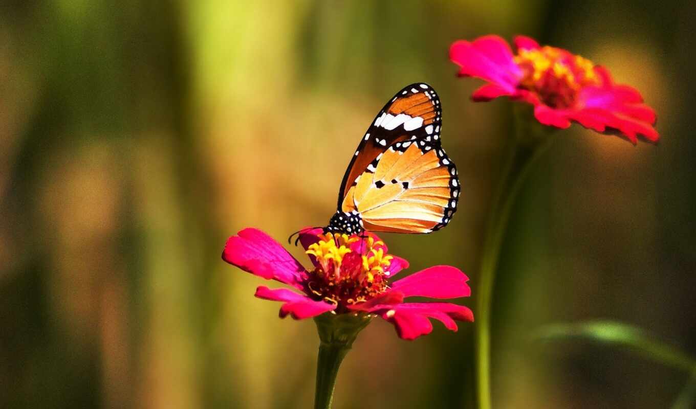 бабочка, цветок